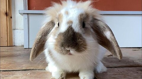 American Fuzzy Lop | American Fuzzy Lop Rabbit | Fuzzy Lop Rabbit