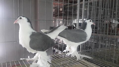 Lahore Pigeon