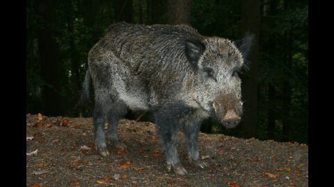 A Village of Wild Boars