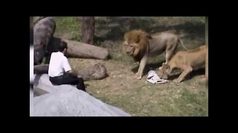 Crazy Man Entered The Lion's Cage in Taipei Zoo