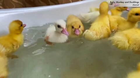 Funny Ducklings jump and swim in the mini bath for baby