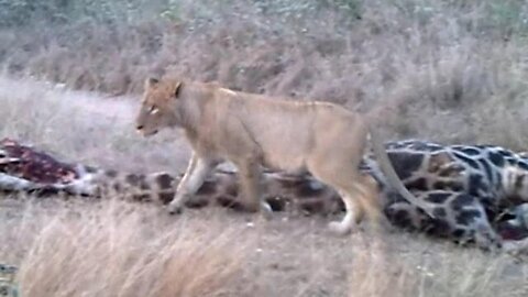 A Giraffe Provides Lions With Meals For A Week!