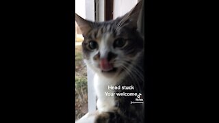 Cats head stuck in window.