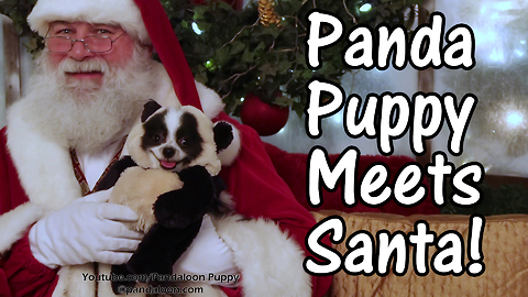 Funny panda dog meets Santa Claus