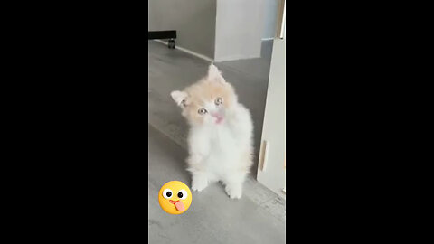 Funny cat dance