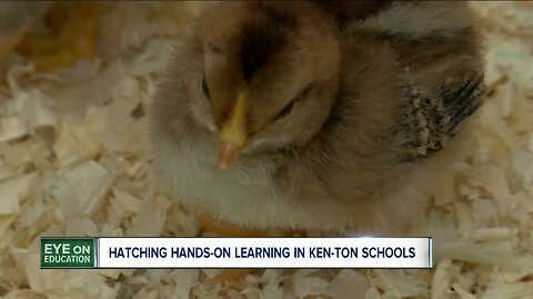 Hatching hands on learning in Ken-Ton schools