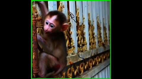 Cute and Sad New Baby Monkey Calling Old Sister Nick Come Back Pease Sis He Try Clamp Up Looking For