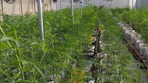 Thailand Grow Update Happy Little Trees