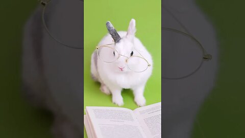 Where the rabbit going .. Watch till end ..