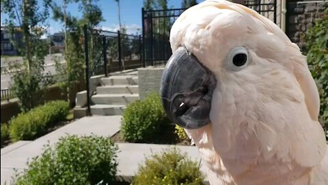 Cockatoo performs outdoor concert