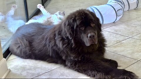 Dramatic Ragdoll reacts to Huge Newfy sitting on his tail