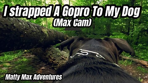 I Strapped A GoPro To My Dog ( Max Cam )