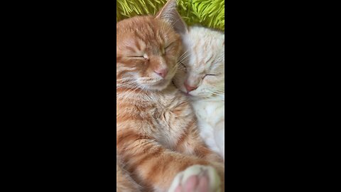 Cute Couple Cats Love Sleep Meowing.