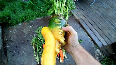 Massive Carrot Haul!