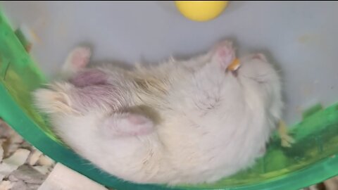 Hamster eats snack in the laziest possible way!