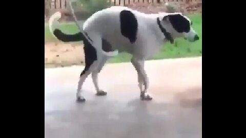 Funny dog moment rocking on hula hoop