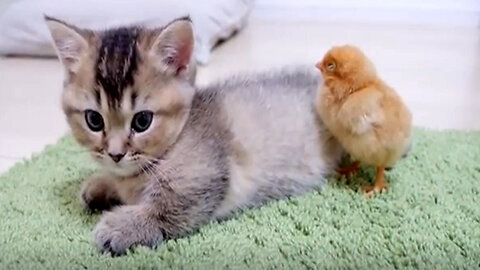 Unbelievably Cute Cat and Duckling Playtime ! Pure Joy!