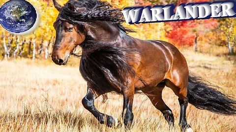 TOP Beautiful Warlander Horse in the World!