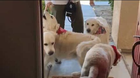 What's more excited than one dog waiting for his friend? Three dogs!