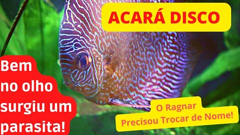 🔴 Parasita Saindo do Olho do Peixe - Remoção Manual de Dactylogyrus no Olho do Acará Disco