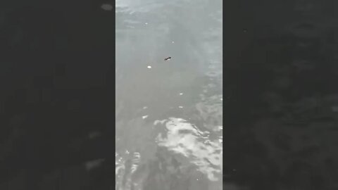 Insect Larva STRUGGLING In River!