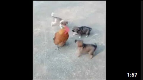 Chicken VS Dog Fight - Funny😂 Dog Videos🐕