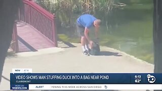 Video shows man stuffing duck into bag near Clairemont pond