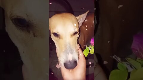 तुम तो बस प्यार मैं पागल हो | 😂 🐕 #shorts