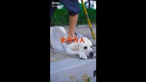 DOG SAVE BLIND MAN LIFE 😚😚😗 #SHOTS #DOGSAVE #YOUTUBESHOTS