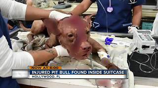 Stabbed pitbull found in suitcase