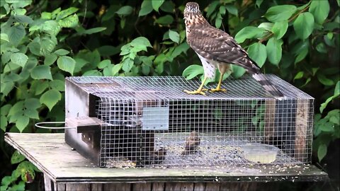 Hawk Tries to Kill Cuckoo Bird