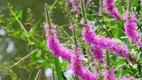 "Purple Loosestrife: Nature's Splendor with a Dark Side"