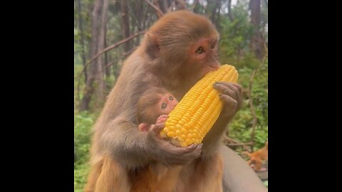 : A Mother Monkey and Her Baby's Tender Moment