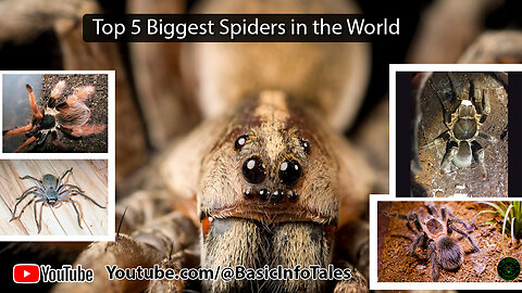 The World's Largest Spiders | Unveiling Nature's Giants