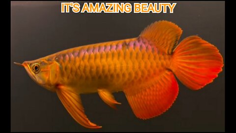 SUPER RED AROWANA FISH ORIGINAL TO WEST KALIMANTAN ISLAND IS EXTRAORDINARY BEAUTIFUL