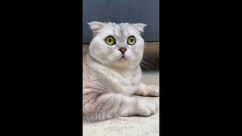 Cute cat got scared from cleaning