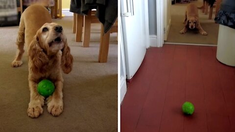 Honey the cocker spaniel plays football