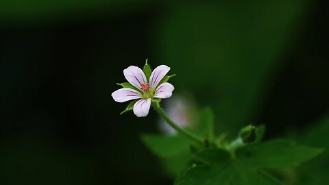 "Thunberg's Geranium: A Delicate Beauty of East Asian Flora"