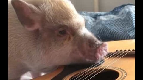 Un cochon russe s'essaie à la guitare