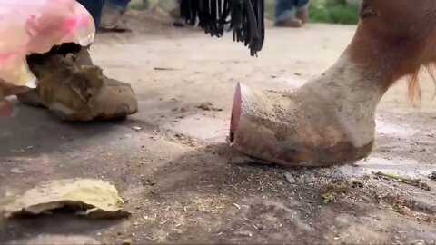 LONG HOOVES on ARABIAN STUD Horse Restoration-6