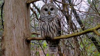 Man has incredible close connection with wild owl in the forest