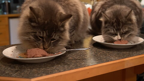 Cats Finish Stellar Dinner While 2 Dogs Watch Below