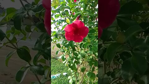 #shortsvideo #viral #flower #vídeo #viralshort #natureza