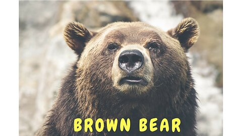 The Brown Bear