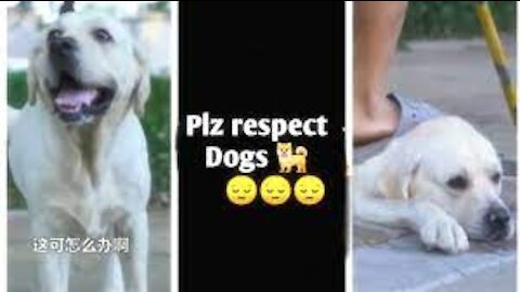 DOG SAVE BLIND MAN LIFE