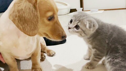 the kitten who met the dog for the first time