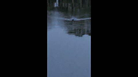 Gator heading our way - Banks Lake Wild Life