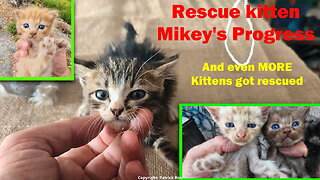 Mike the rescue kitten and even more kitten rescues. #kittenrescue #indonesia #irish