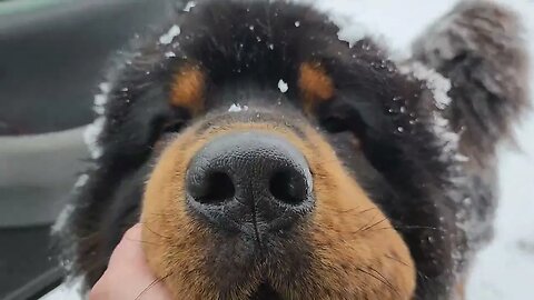 Ancient Guardians Chinese Tibetan Mastiff Amadeus enjoying the snow