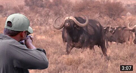 One of the finest clips of African buffalo hunting